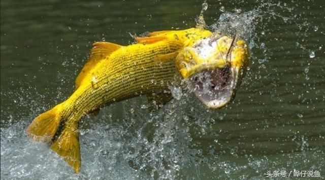 龍魚與食人魚混養的可能性（龍魚與食人魚混養會怎樣？）