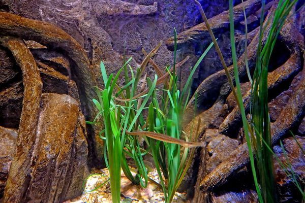龍魚魚缸養幾條魚最好呢圖片：龍魚養殖的水質管理技巧，