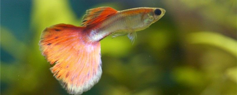 熱帶魚不加熱會死嗎什么熱帶魚不容易死