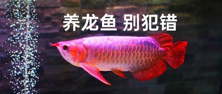龍魚喂小魚好不好呢怎么喂（龍魚喂小魚可以嗎）