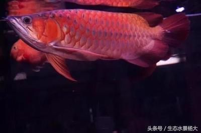 有收龍魚的魚商嗎：關于龍魚魚商的問題