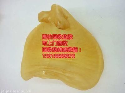 金龍魚魚膠好還是鳘魚魚膠好？（金龍魚和鳘魚魚膠的選購技巧）