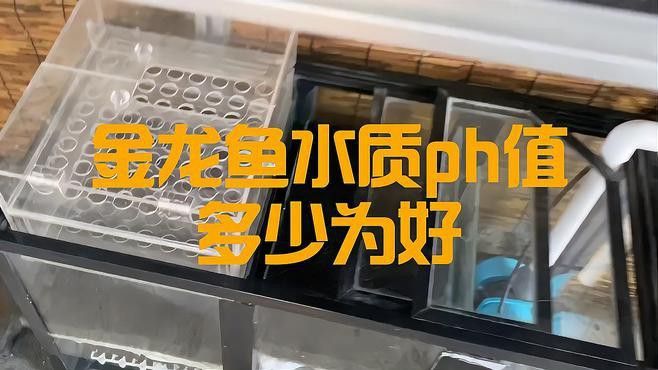 龍魚需要哪些特殊的水質參數？