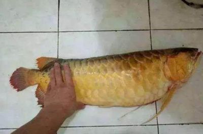 龍魚得內寄病什么表現：如何判斷龍魚是否消化不良