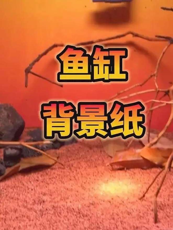 超美龍魚壁紙哪個品牌最好？
