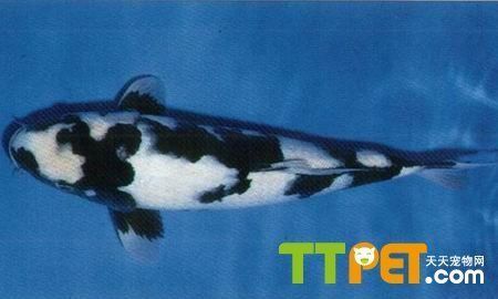 銀龍魚性別鑒別技巧：銀龍魚性別鑒別常見誤區(qū)