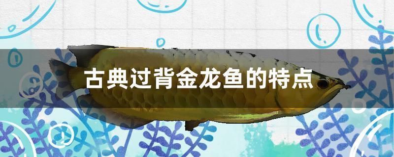 古典金龍魚特點介紹：古典過背金龍魚是一種具有顯著特點的觀賞魚