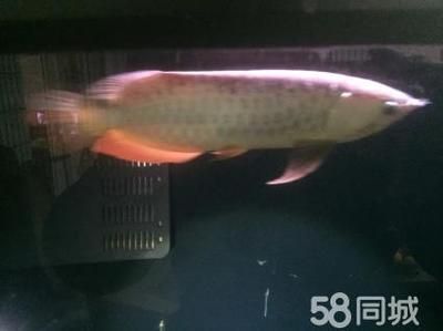 58同城金龍魚轉讓信息：58同城金龍魚的轉讓信息