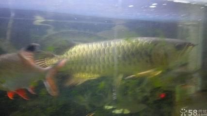 58同城金龍魚轉讓信息：58同城金龍魚的轉讓信息