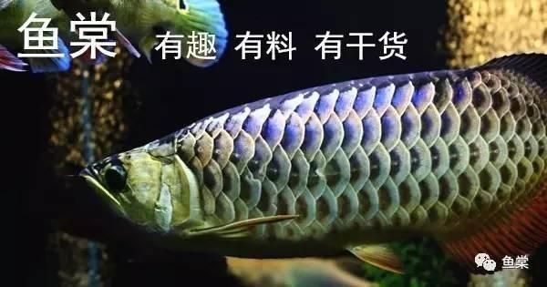 買金龍魚怎樣挑選（如何挑選金龍魚）