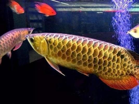 買金龍魚怎樣挑選（如何挑選金龍魚）