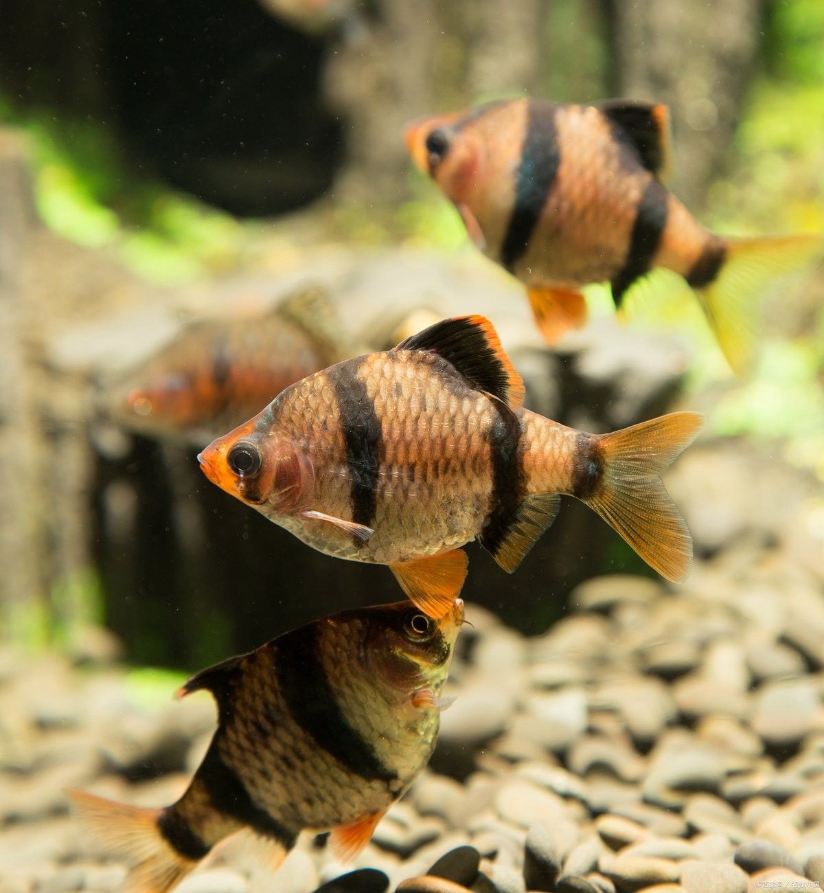 龍鳳魚和金魚哪個更好養？