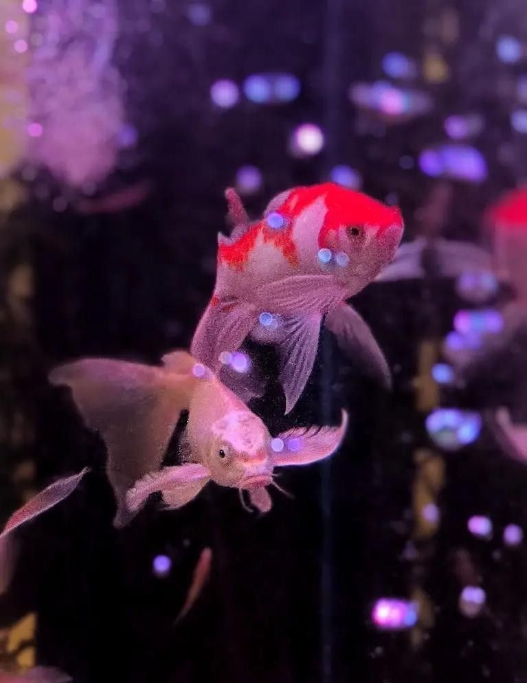 龍鳳魚和金魚哪個(gè)更好養(yǎng)？