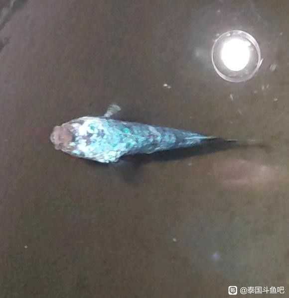 雷龍魚頭部凸起