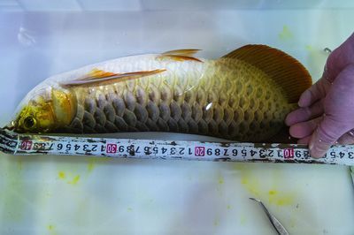 龍魚體長測量
