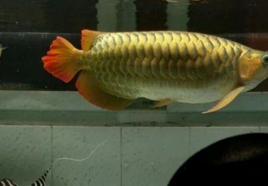 龍魚的最佳喂食時間是多少：龍魚的最佳喂食時間取決于龍魚的生長階段和體長