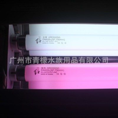 龍魚進貨渠道在哪