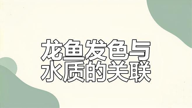 如何調整水質以幫助紅龍魚適應？