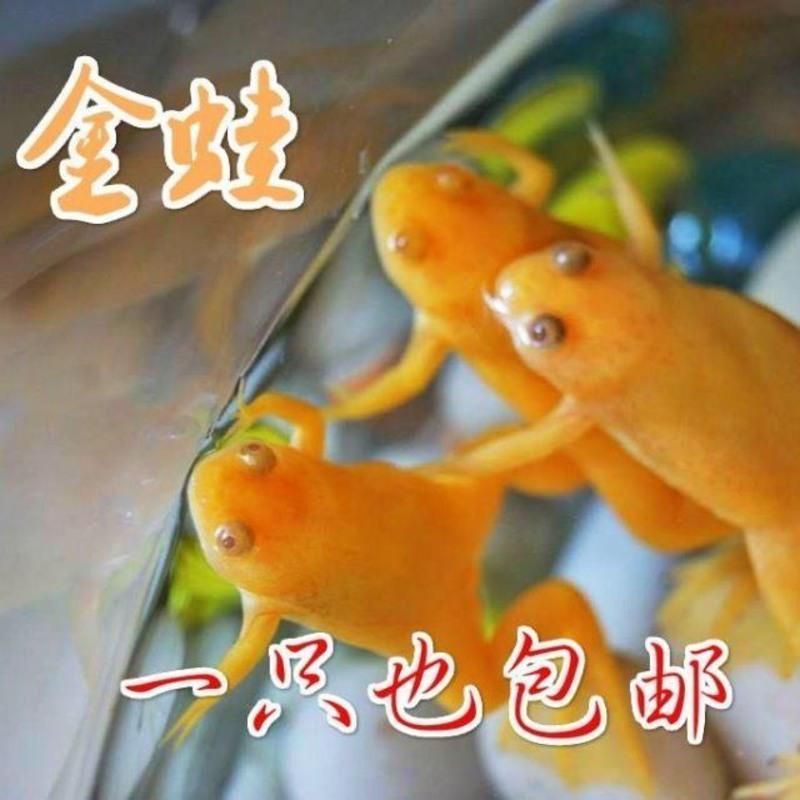 龍魚喂金蛙：龍魚喂金蛙的注意事項