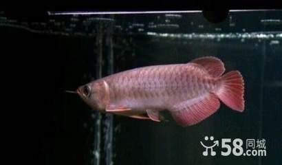 廣州哪里買龍魚最便宜（廣州花地灣花鳥魚蟲批發市場）