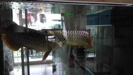 廣州哪里買龍魚最便宜（廣州花地灣花鳥魚蟲批發市場）