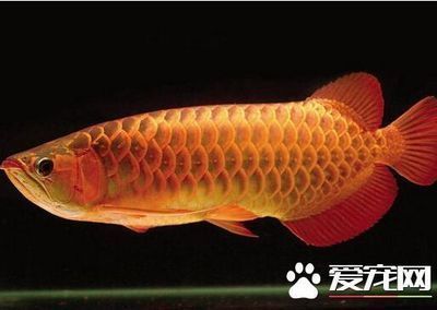 龍魚不進食什么原因造成的呢（龍魚不吃飯怎么辦）