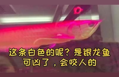銀龍魚會咬人嗎（銀龍魚咬人的行為通常是出于以下幾個原因預防銀龍魚咬人）
