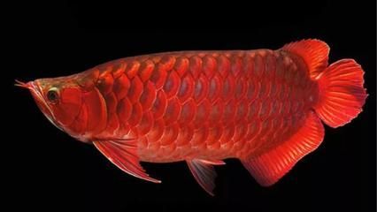 紅龍魚多久能長到60公分：紅龍魚長到60公分通常需要3到5年時間，但不是絕對的