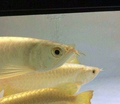 龍魚眼睛腫了：龍魚眼睛腫脹怎么辦