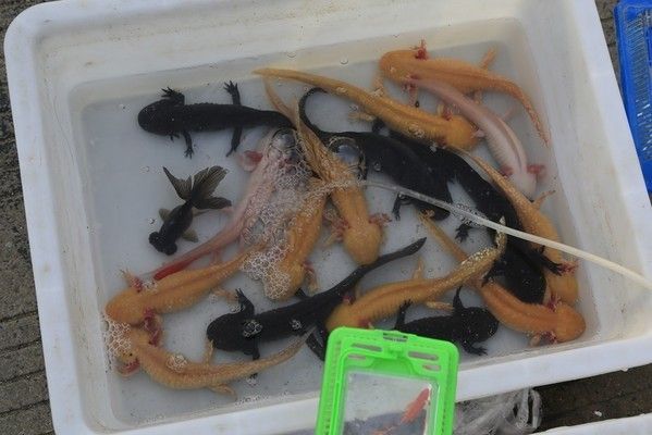 六角龍魚圖片：六角龍魚的圖片資源