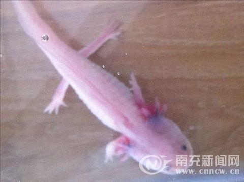 六角龍魚圖片：六角龍魚的圖片資源