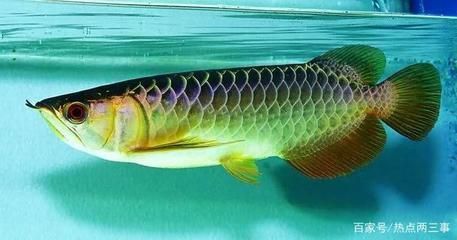 龍魚的壽命受多種因素影響，飼養(yǎng)者可以盡可能地長壽：一條龍魚的壽命受多種因素影響，飼養(yǎng)者可以盡可能地長壽