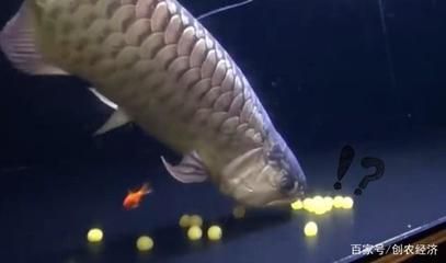 金龍魚怎么產卵的：金龍魚產卵的詳細過程