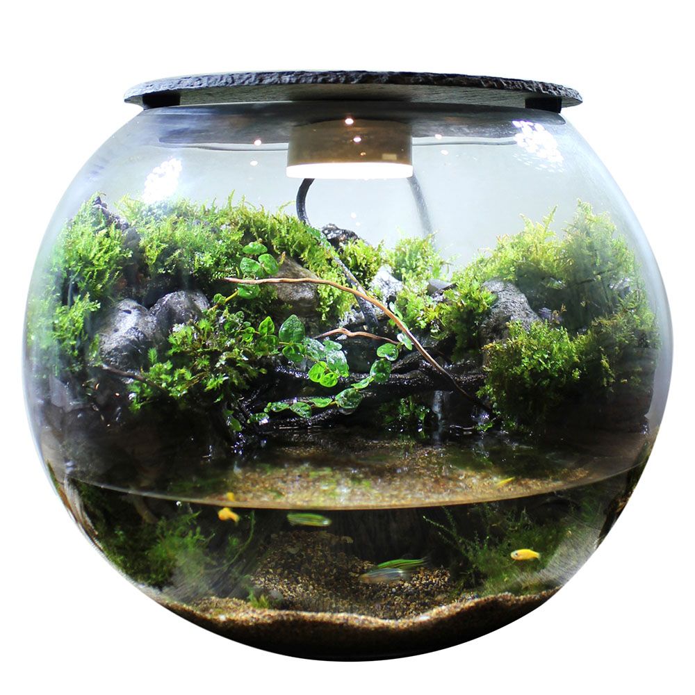 高品質(zhì)金龍魚價(jià)格多少錢一條啊（金龍魚價(jià)格波動原因金龍魚市場價(jià)格波動原因）