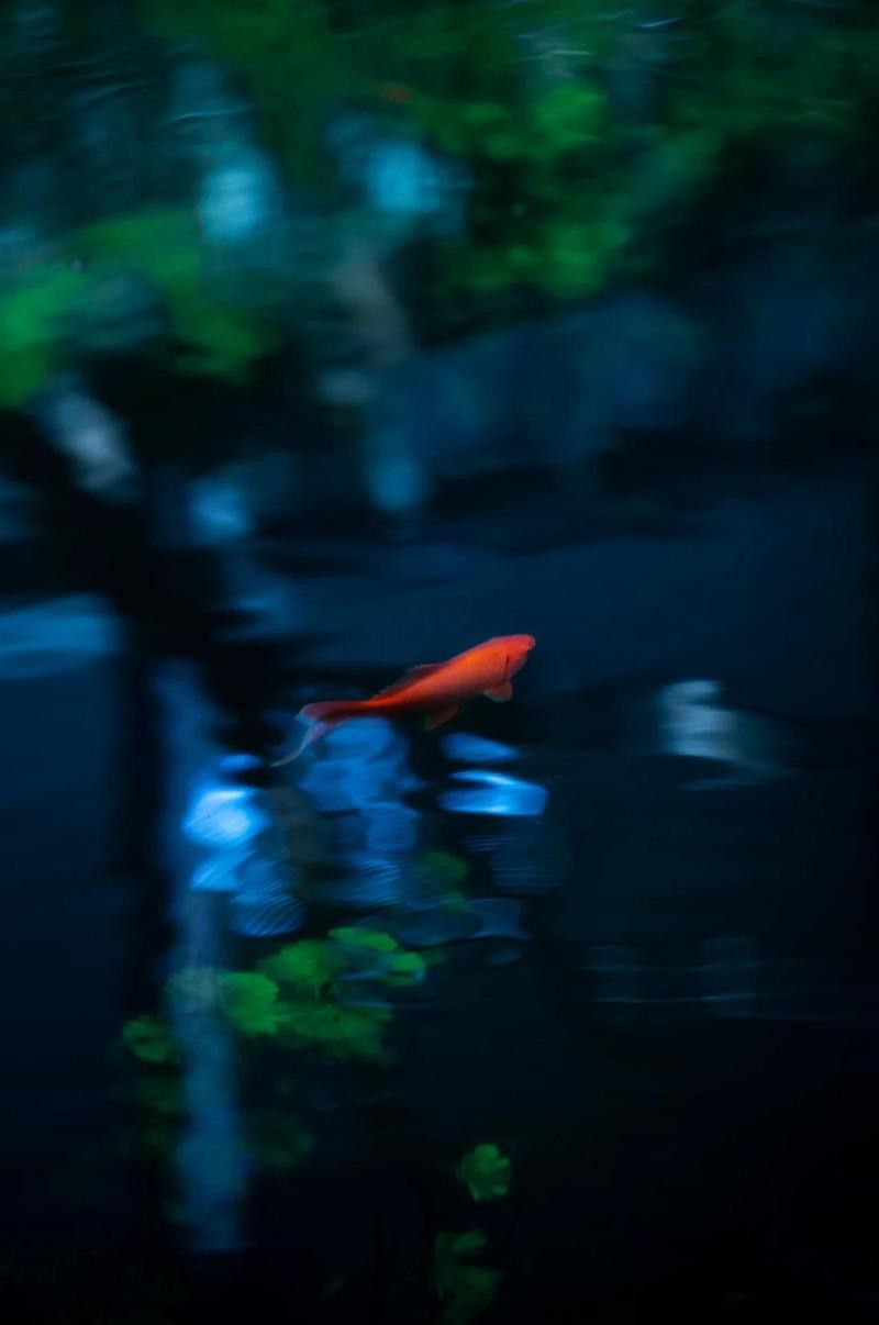 拍攝龍魚時如何避免反光？