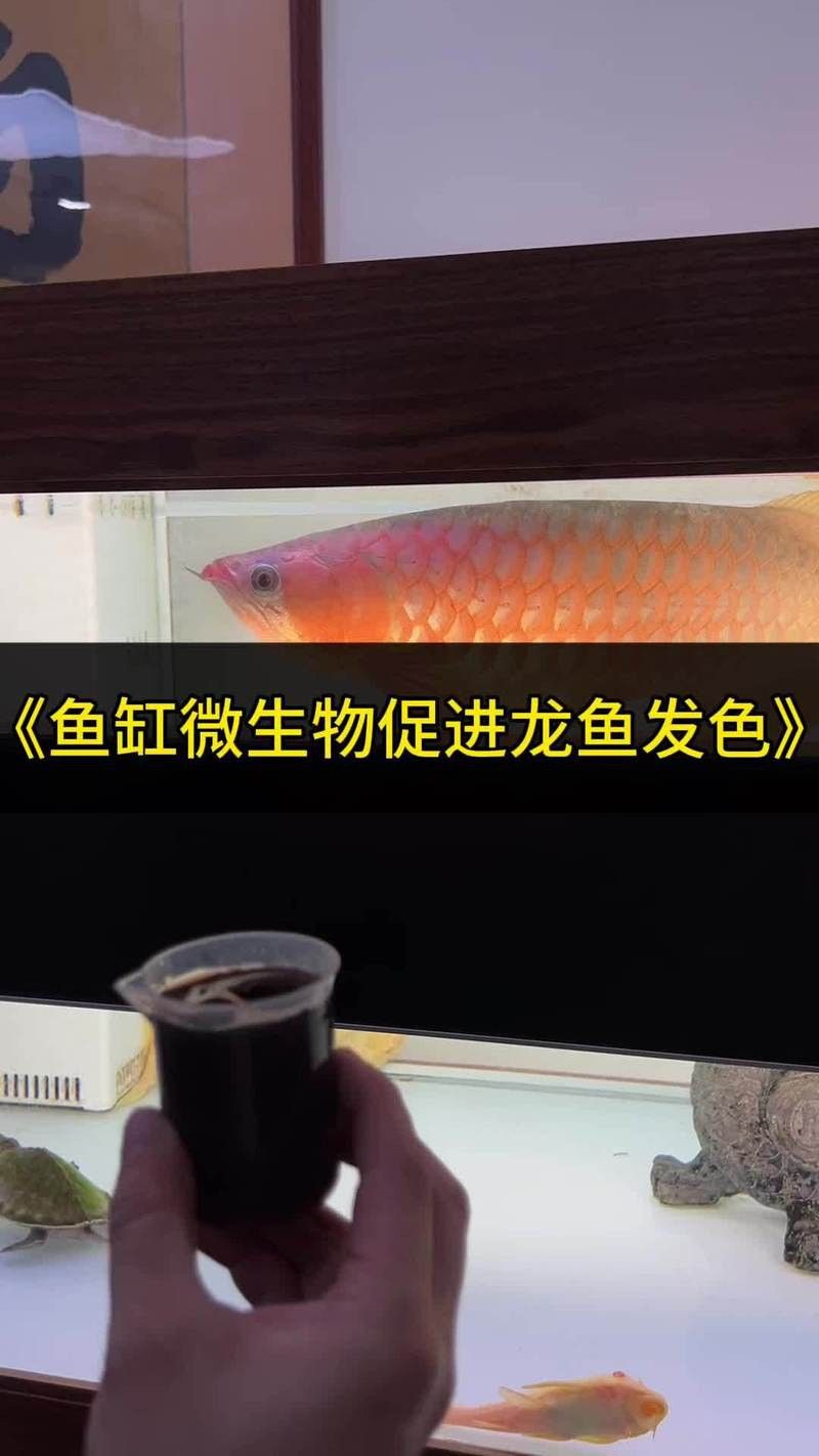 小龍魚會變色嗎