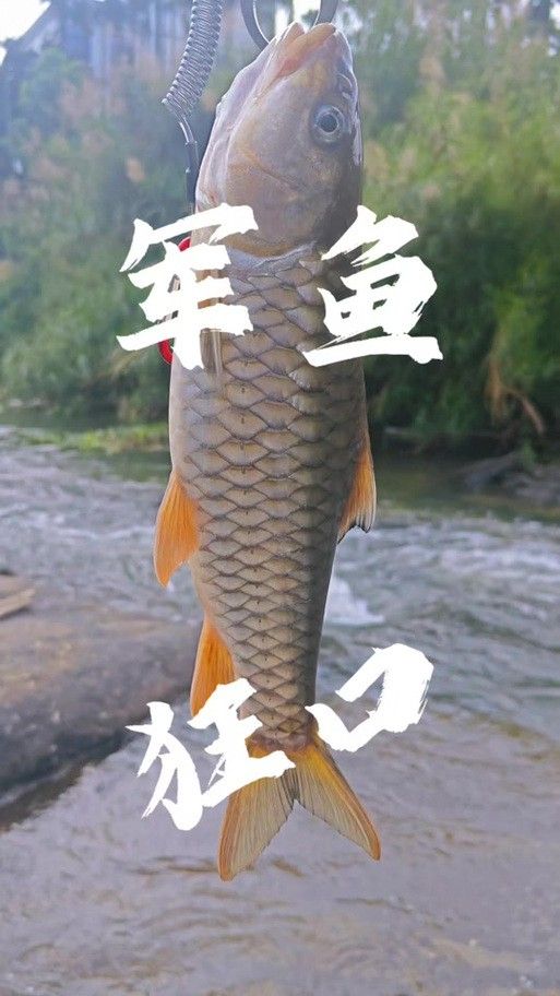 青龍魚圖片做法