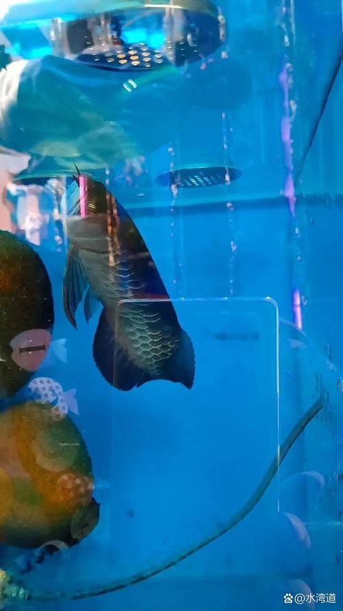 青龍魚圖片做法