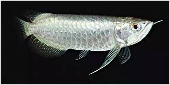 如何判斷龍魚是長身還是短身？