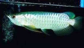 藍色金龍魚圖片高清圖