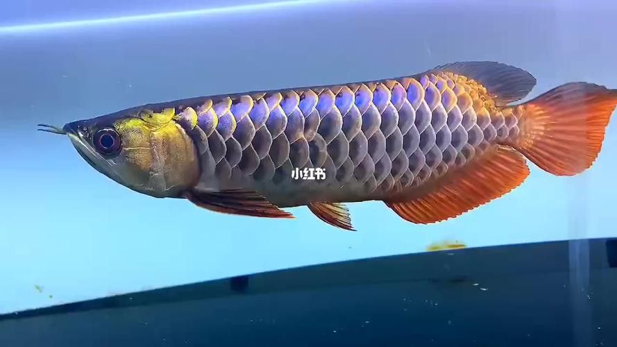 藍色金龍魚圖片高清圖