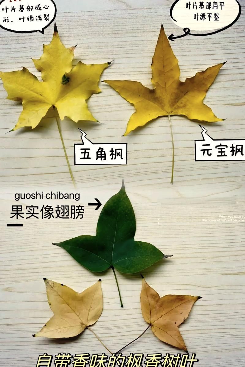 龍魚和元寶鳳的圖片對比