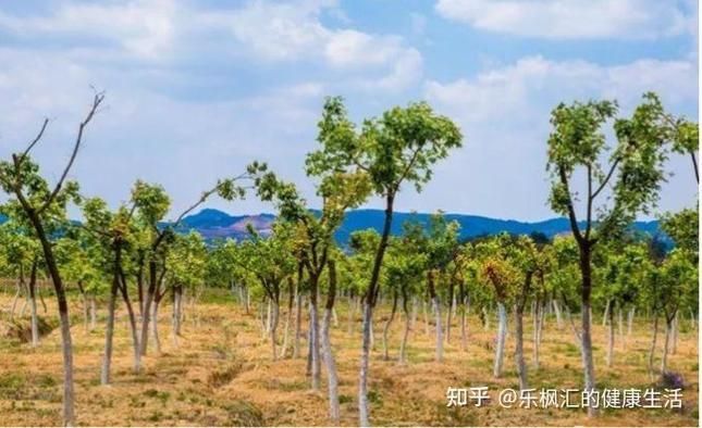龍魚和元寶鳳的圖片對比