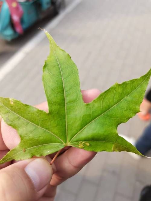 龍魚和元寶鳳的圖片對比