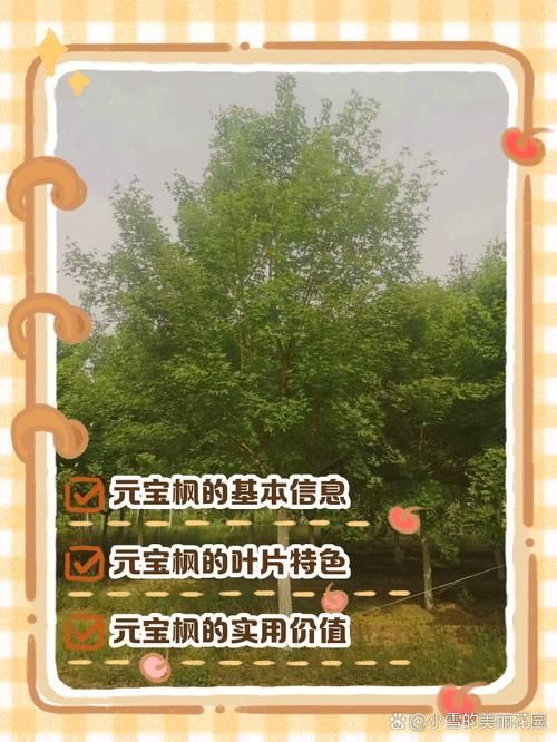龍魚和元寶鳳的圖片對比