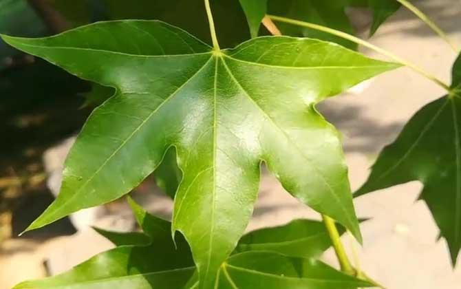 龍魚和元寶鳳的圖片對比