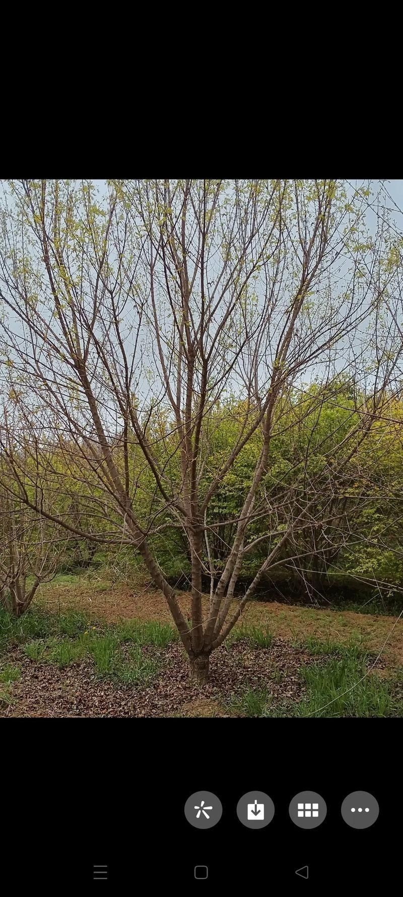 龍魚和元寶鳳的圖片對比