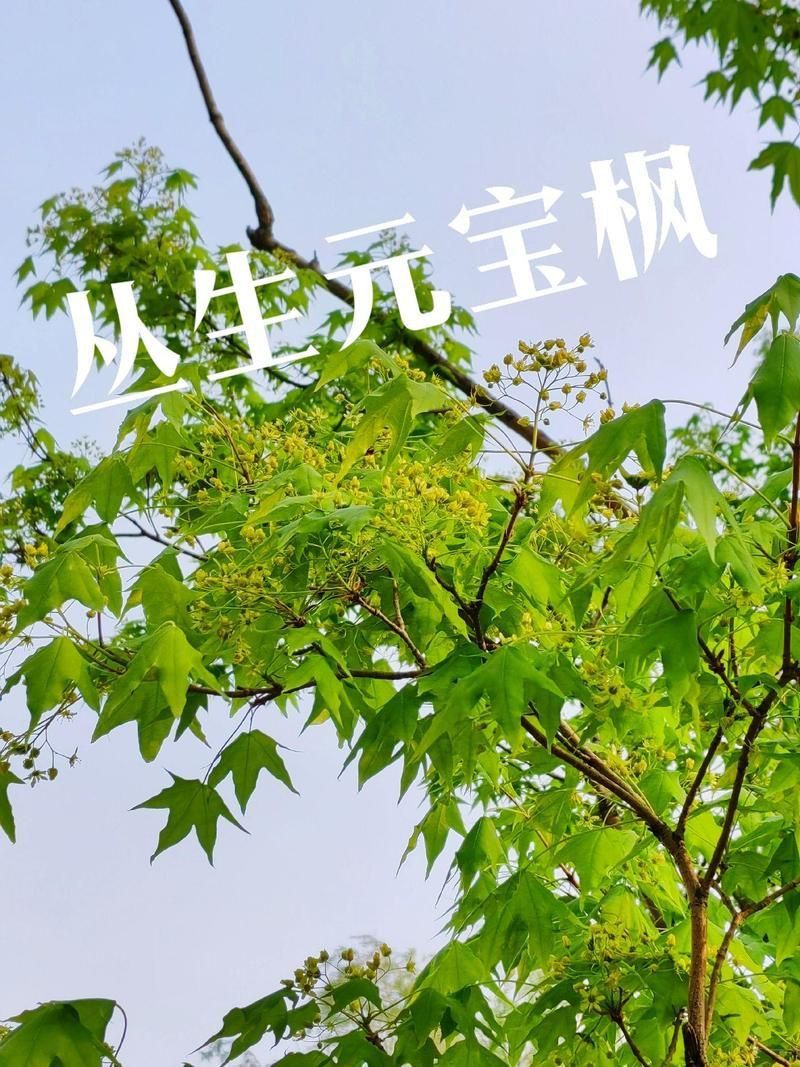 龍魚和元寶鳳的圖片對比