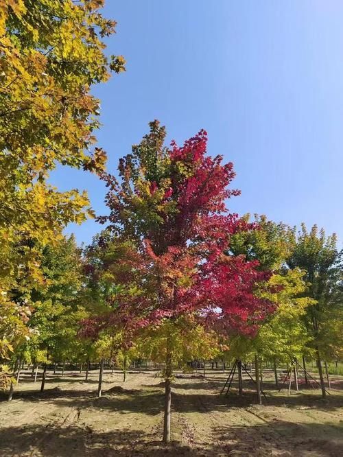 龍魚和元寶鳳的圖片對比