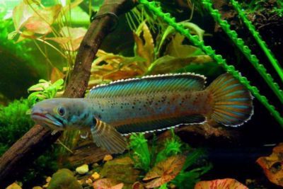 冷水雷龍魚有哪些（養(yǎng)殖冷水雷龍魚時）